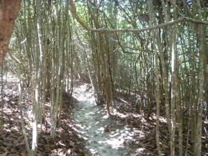 Trilha - Trail